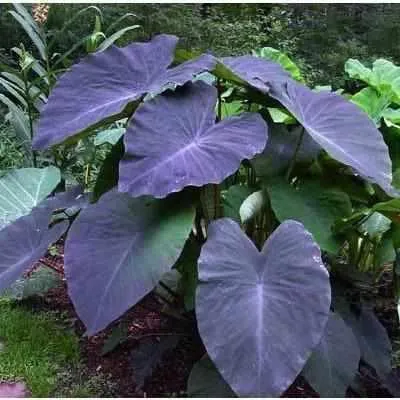 Colocasia Esculenta 'Black Magic' Taro (Bare Root)