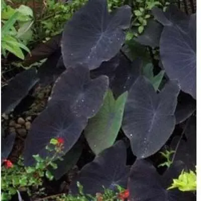 Colocasia Esculenta 'Black Magic' Taro (Bare Root)