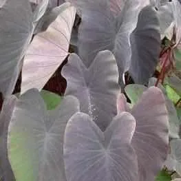 Colocasia Esculenta 'Black Magic' Taro (Bare Root)