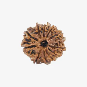 Nepal Origin 11 Mukhi Rudraksha